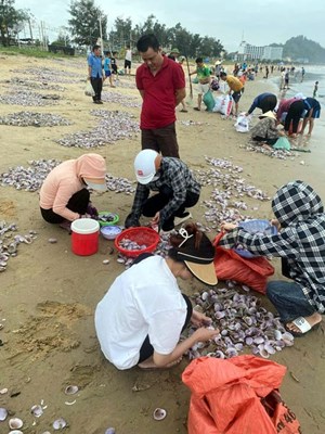 Hà Tĩnh: Sò vỏ tím dạt vào bờ dày đặc, người dân háo hức thu “lộc biển”