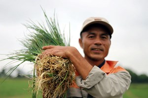 Hà Tĩnh: Người nông dân phấn khởi khi hành lá được giá cao ngất ngưởng