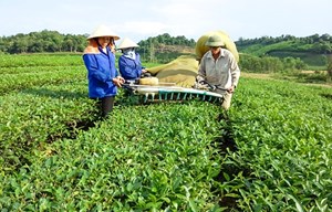 Nghệ An: Mô hình “tổ đổi công” hái chè cùng nhau phát triển kinh tế