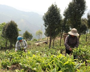 Nghệ An: Chè Shan tuyết giúp đồng bào người Mông thoát nghèo