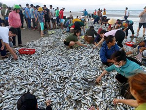 Ngư dân Hà Tĩnh “trúng đậm lộc biển” đầu vụ cá Bắc