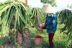 Vĩnh Phúc chứng nhận chất lượng sản phẩm OCOP cho các sản phẩm nông nghiệp