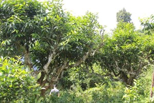 Nâng tầm giá trị trà Shan tuyết, đưa sản phẩm chinh phục thị trường