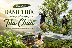 Điện Biên - Đánh thức vùng chè di sản Tủa Chùa