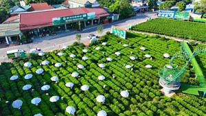 Chè Thái Nguyên minh bạch hóa nguồn gốc chè
