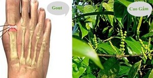 Cao gắm: Phương pháp Đông y trong điều trị gout