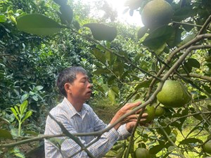 Trồng bưởi theo tiêu chuẩn VietGAP cho hiệu quả cao