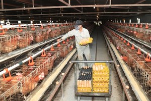 Hiện đại hóa chăn nuôi Hà Nội trong kỷ nguyên công nghệ số