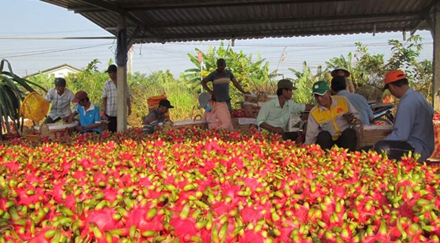 Rau quả nằm trong nhóm 4 mặt hàng nông sản chủ lực, đạt giá trị xuất khẩu vượt mốc 3 tỷ USD trong năm 2024.