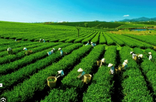 Peru tham gia CPTPP mở ra cơ hội hiếm c&oacute; cho ch&egrave; Việt tiến s&acirc;u v&agrave;o Nam Mỹ.