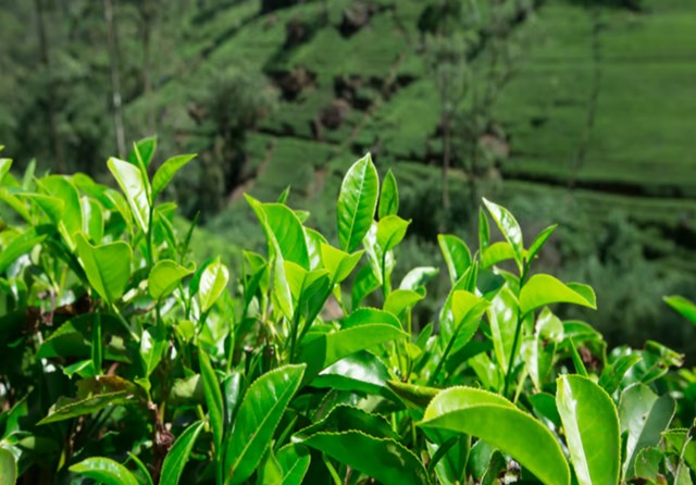 Nhờ lợi thế thuế quan, gi&aacute; ch&egrave; Việt tại thị trường EU trở n&ecirc;n cạnh tranh hơn r&otilde; rệt so với nhiều đối thủ kh&ocirc;ng c&oacute; FTA tương đương.