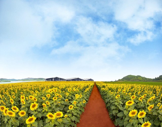 Trang trại b&ograve; sữa TH b&ecirc;n đồi hoa hướng dương (Ảnh tư liệu) &nbsp;