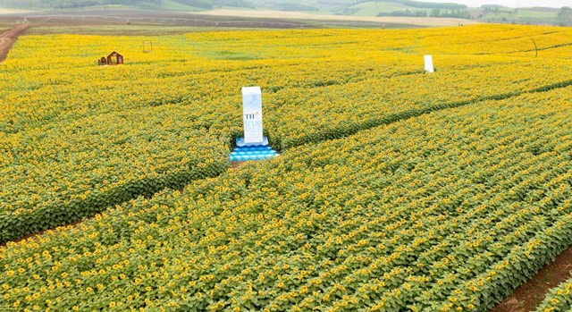 C&aacute;nh đồng hướng dương của trang trại TH năm 2025. C&aacute;c lối đi v&agrave; điểm dừng ch&acirc;n được sắp xếp hợp l&yacute; để kh&aacute;ch tham quan thoải m&aacute;i chụp h&igrave;nh, trải nghiệm m&agrave; kh&ocirc;ng ảnh hưởng đến thảm hoa. &nbsp;