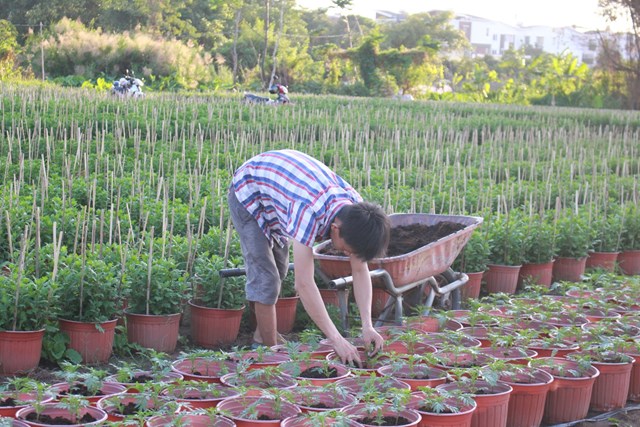 Tại TP.HCM, nhiều nh&agrave; vườn lo lắng về đầu ra của sản phẩm, tuy nhi&ecirc;n số c&acirc;y trồng giảm kh&ocirc;ng đ&aacute;ng kể, hoặc giữ nguy&ecirc;n số lượng c&acirc;y trồng như năm trước. &nbsp;