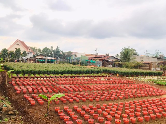 Vườn Ươm &Uacute;t Giang tại huyện Đắk Mil, tỉnh Đắk N&ocirc;ng do t&igrave;nh h&igrave;nh dịch bệnh, phải giảm một nửa số lượng c&acirc;y trồng so với những năm trước. &nbsp;