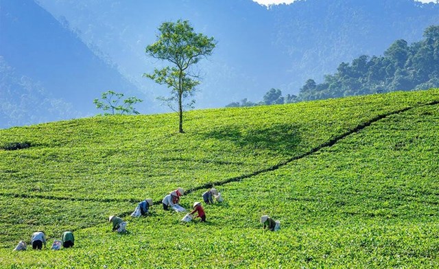 Th&#225;i Nguy&#234;n: Kh&#225;t vọng n&#226;ng tầm &quot;kinh tế tr&#224;&quot;, đưa thương hiệu Việt vươn xa - Ảnh 2