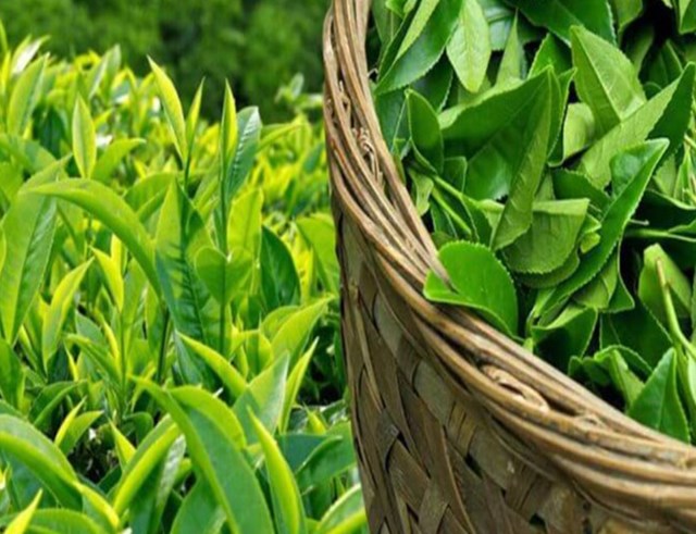 Ti&ecirc;u d&ugrave;ng xanh v&agrave; minh bạch nguồn gốc mở ra dư địa tăng trưởng bền vững cho ch&egrave; Việt.