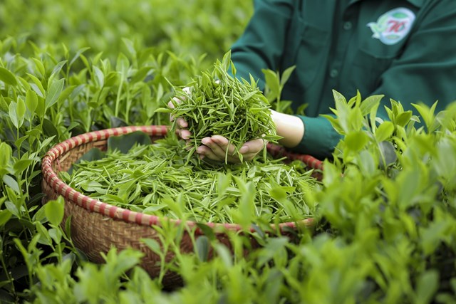 Khám phá "mùa vàng" của đệ nhất trà đinh - Ảnh 1