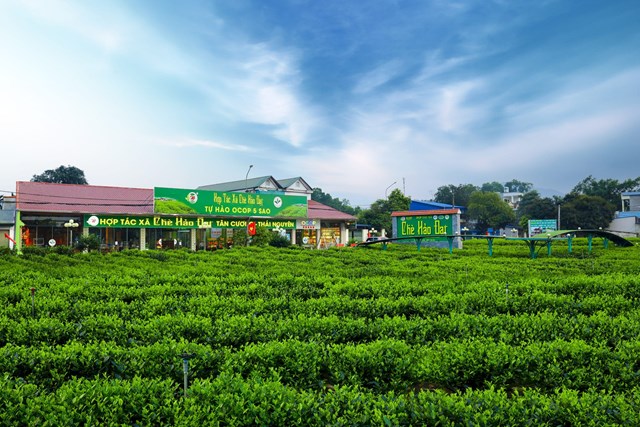 Nơi hồn núi sông lắng đọng trong chén "Đệ nhất danh trà" - Ảnh 2