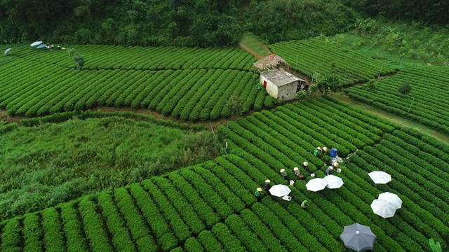 Ch&#232; Th&#225;i Nguy&#234;n tr&#234;n h&#224;nh tr&#236;nh vươn tầm “tỷ đ&#244;”: Chiến lược số h&#243;a v&#224; kết nối du lịch - Ảnh 2