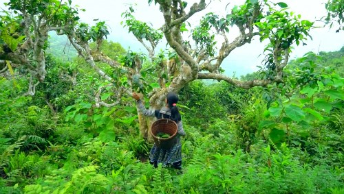 Dẫu kén đất, kén khí hậu, nhưng cây chè khi đã bén rễ nơi đâu lại bền bỉ và thủy chung với mảnh đất ấy.