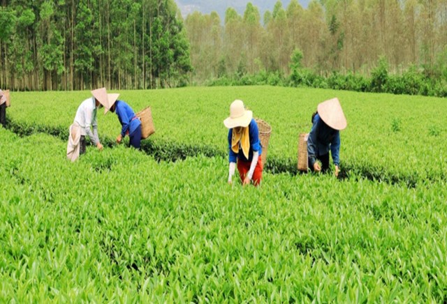 X&acirc;y dựng c&aacute;c v&ugrave;ng ch&egrave; nguy&ecirc;n liệu đạt chuẩn l&agrave; bước đầu ti&ecirc;n để tiếp cận thị trường Halal.