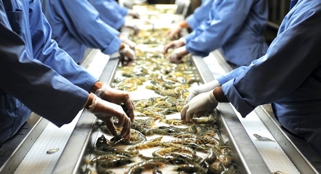 Xuất khẩu thủy sản dự kiến sẽ phục hồi v&#224;o nửa cuối năm 2024 - Ảnh 1