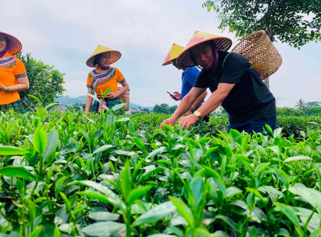 Người dân không chỉ trồng chè mà còn gìn giữ và phát triển nghề làm chè theo truyền thống, qua đó bảo tồn những giá trị văn hóa trà độc đáo của đất Thái Nguyên. Ảnh minh họa