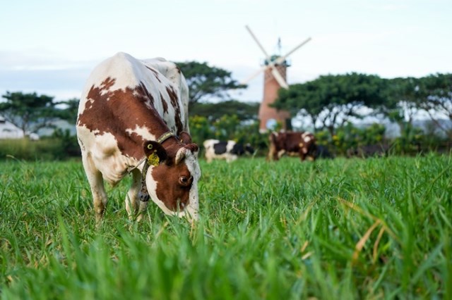 Vinamilk c&#243; sản phẩm sữa tươi đầu ti&#234;n tr&#234;n thế giới được chứng nhận từ tổ chức Clean Label Project của Mỹ - Ảnh 4