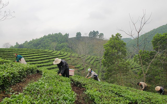 Ch&#232; Xu&#226;n vụ sớm: Hương vị Tết Nguy&#234;n đ&#225;n đang đến gần - Ảnh 1