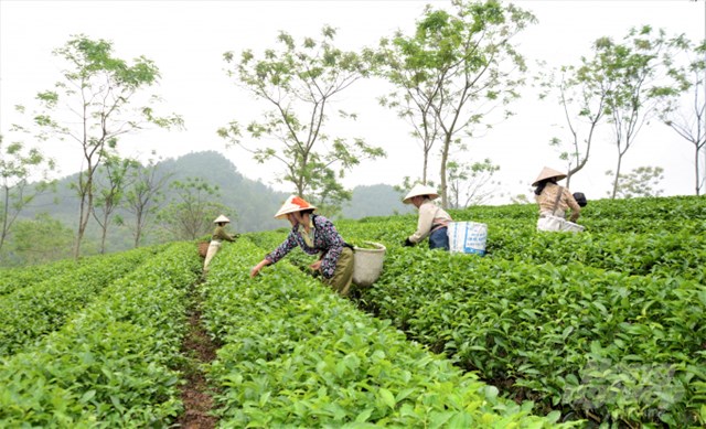 Từ trồng chè, nhiều hộ dân ở Tuyên Quang có cuộc sống ấm no.