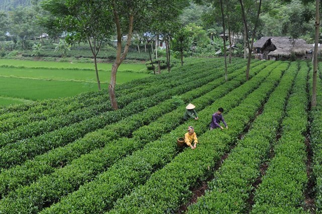 Giải pháp sinh thái cho nương chè: Kiểm soát tán lá và "nghệ thuật" cân bằng vi khí hậu - Ảnh 1