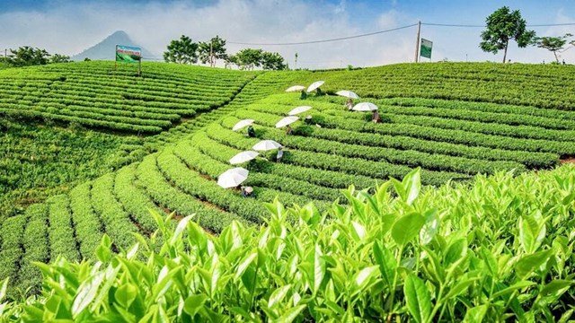 Chè Thái Nguyên bước vào kỷ nguyên số - Ảnh 1