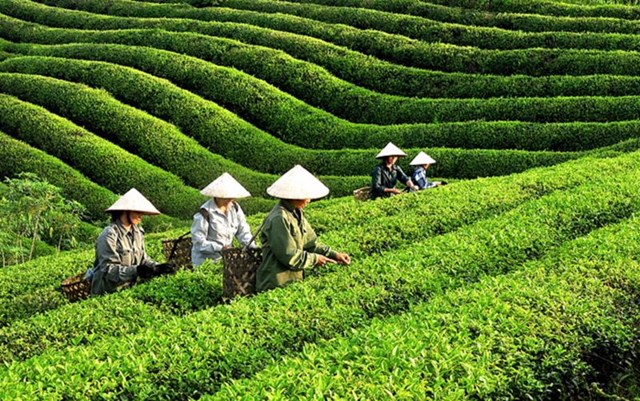 Tiềm năng xuất khẩu ch&#232; Việt Nam: Nhiều thị trường lớn cần khai th&#225;c - Ảnh 1