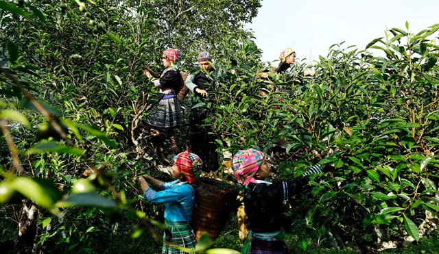 Dọc miền di sản trên Bản đồ trà Việt: Nơi tinh hoa đất trời và khí hậu hội tụ - Ảnh 1
