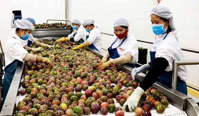 Công nghệ tái định vị nông sản Việt trong chuỗi giá trị toàn cầu - Ảnh 1