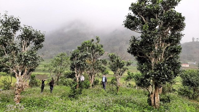 Vùng chè Shan Tuyết Bằng Phúc và vị thế mới trong bản đồ trà Thái Nguyên - Ảnh 1