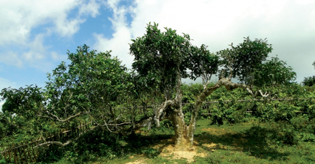 Vùng chè Shan Tuyết Bằng Phúc và vị thế mới trong bản đồ trà Thái Nguyên - Ảnh 3