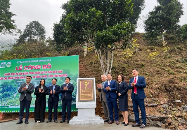 Vùng chè Shan Tuyết Bằng Phúc và vị thế mới trong bản đồ trà Thái Nguyên - Ảnh 2