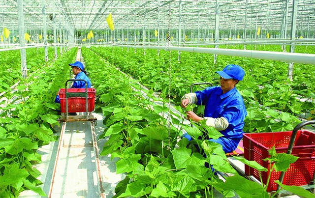 Việt Nam hướng tới nền nông nghiệp sinh thái, công nghệ cao, tích hợp đa giá trị - Ảnh 1