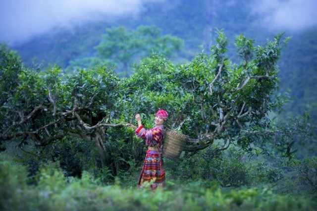 Hà Giang với khí hậu mát mẻ, mây mù bao phủ quanh năm, tạo ra môi trường lý tưởng để trà Shan tuyết sinh trưởng và phát triển.