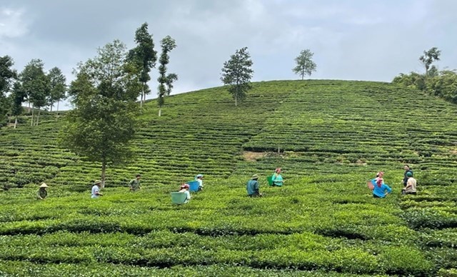 Lào Cai và cuộc cách mạng "xanh hóa" vùng nguyên liệu: Khẳng định vị thế thủ phủ chè hữu cơ miền núi phía Bắc - Ảnh 1
