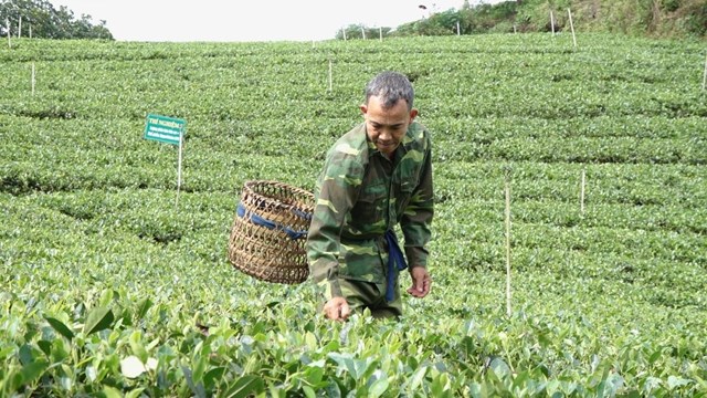 Từ những đồi ch&egrave; truyền thống, người n&ocirc;ng d&acirc;n Việt đang từng bước l&agrave;m chủ chuỗi gi&aacute; trị, tạo ra bước ngoặt ph&aacute;t triển mới cho ng&agrave;nh tr&agrave; theo hướng chất lượng, bền vững v&agrave; hội nhập.