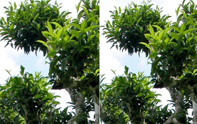 C&acirc;y chè M&ocirc;̣c Ch&acirc;u