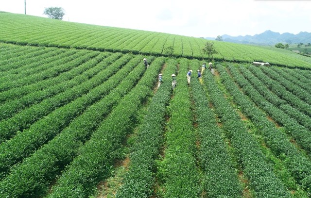 Nghị định 37/2026/NĐ-CP, c&oacute; hiệu lực từ 23/1/2026, kh&ocirc;ng chỉ tăng cường quản l&yacute; truy xuất nguồn gốc m&agrave; c&ograve;n tạo động lực t&aacute;i cấu tr&uacute;c to&agrave;n diện chuỗi gi&aacute; trị ng&agrave;nh ch&egrave;.