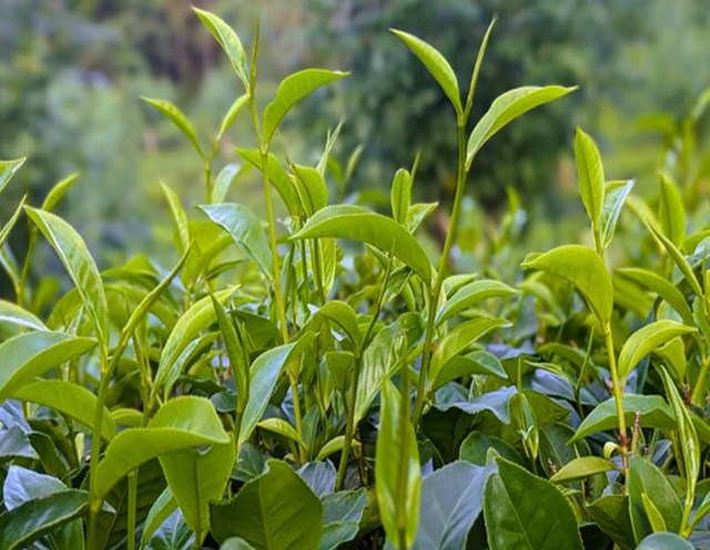 Nghi&ecirc;n cứu khẳng định rằng yếu tố di truyền, chứ kh&ocirc;ng phải yếu tố m&ocirc;i trường, quyết định k&iacute;ch thước nụ tr&agrave;, điều n&agrave;y mang lại cho người trồng tr&agrave; những chiến lược cơ bản để tối ưu h&oacute;a năng suất v&agrave; khả năng chống chịu.&nbsp;