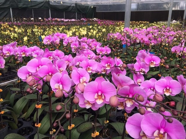 Hoa lan ng&agrave;y c&agrave;ng được ưa chuộng trong dịp Tết &nbsp;