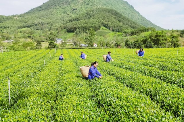 Trong nhiều năm li&ecirc;n tiếp, Pakistan vẫn l&agrave; thị trường nhập khẩu ch&egrave; Việt Nam lớn nhất, v&agrave; năm 2025 kh&ocirc;ng phải ngoại lệ. Ảnh minh họa