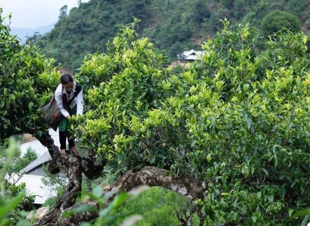 Những cây trà cổ thụ tại Suối Giàng đã gắn bó với vùng đất này qua hàng trăm năm. Ảnh minh họa