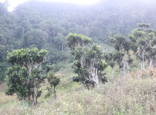 Những c&acirc;y chè c&ocirc;̉ thụ ở bản &Ocirc;n Ốc, x&atilde; Chiềng Hặc.